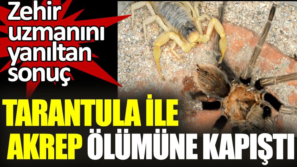 Akrep ile tarantula ölümüne kapıştı