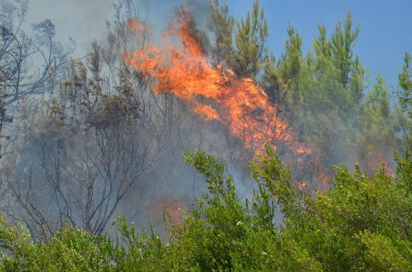 Antalya'da orman yangını. 15 dekar alan yandı
