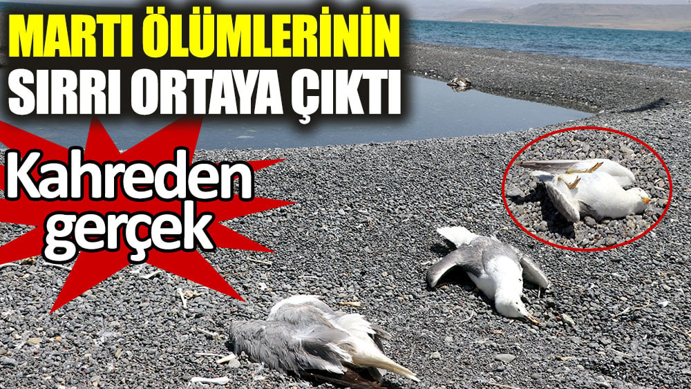 Van Gölü havzasındaki martı ölümlerinin sırrı ortaya çıktı