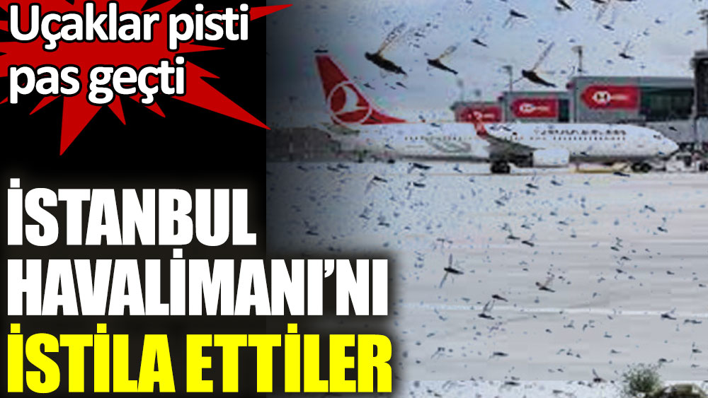 İstanbul Havalimanı’nı istila ettiler. Uçaklar pisti pas geçti