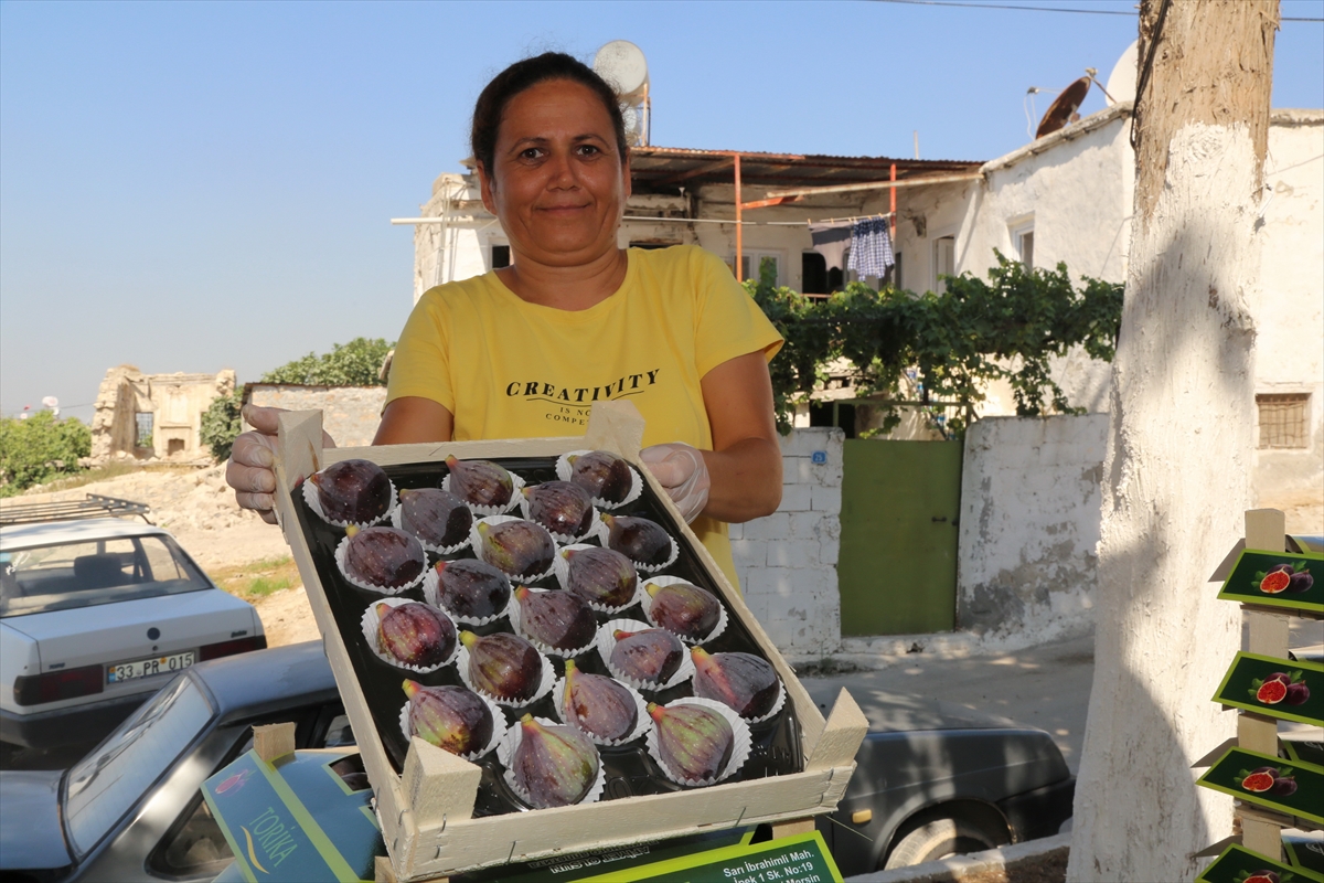 Mersin'de siyah incir hasadı başladı