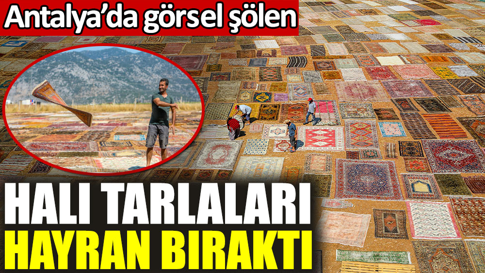 Antalya'da görsel şölen. Halı tarlaları hayran bıraktı