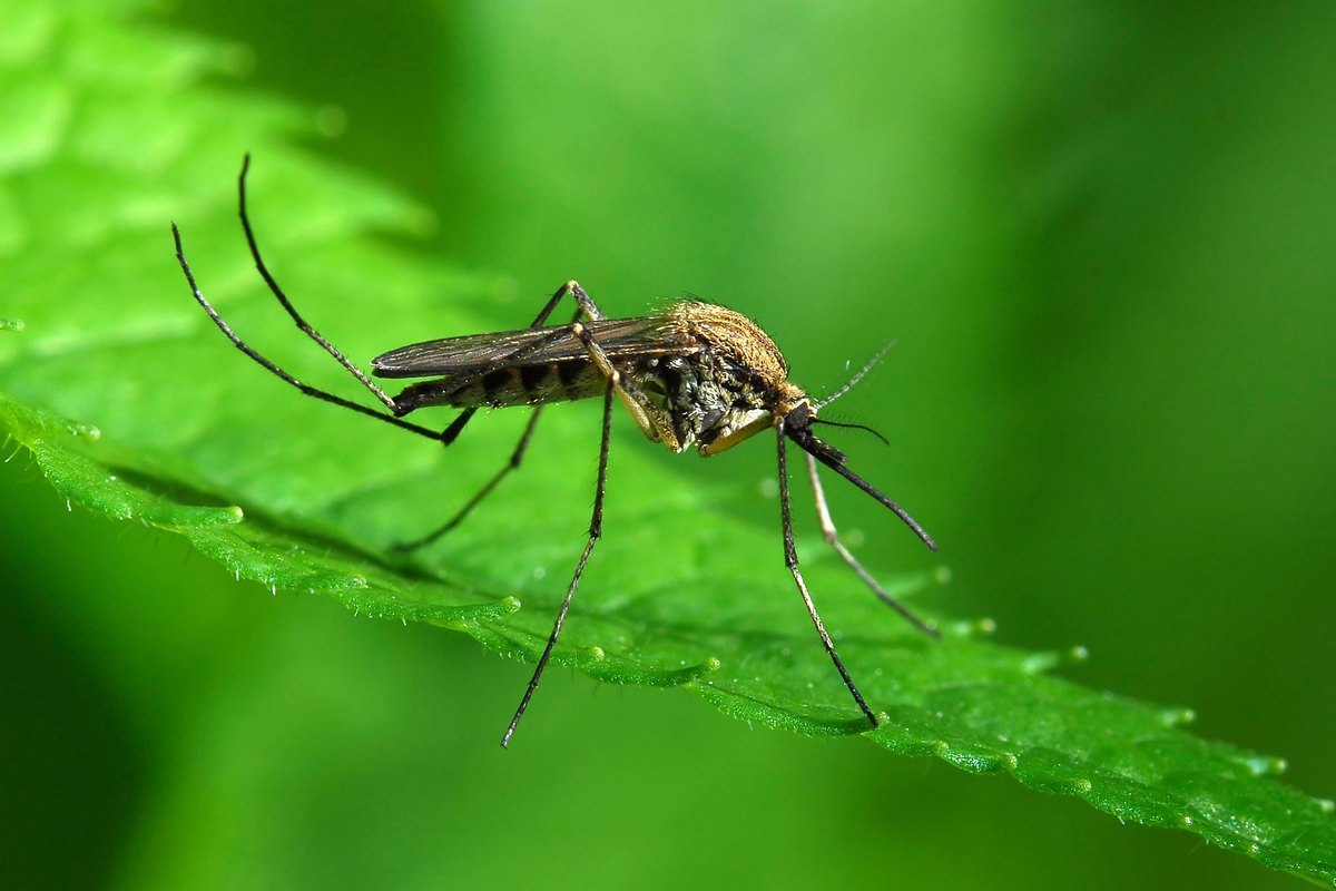 Rusya’da bir kasaba sivrisinek hortumu etkisinde kaldı