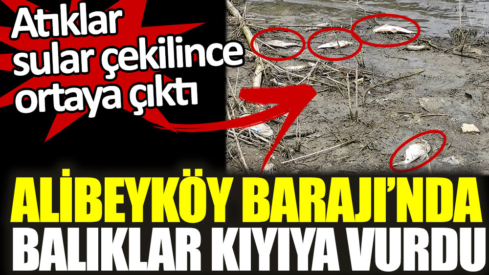 Alibeyköy Barajı’nda balıklar kıyıya vurdu