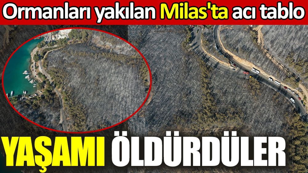 Ormanları yakılan Milas'ta acı görüntü. Yaşamı öldürdüler