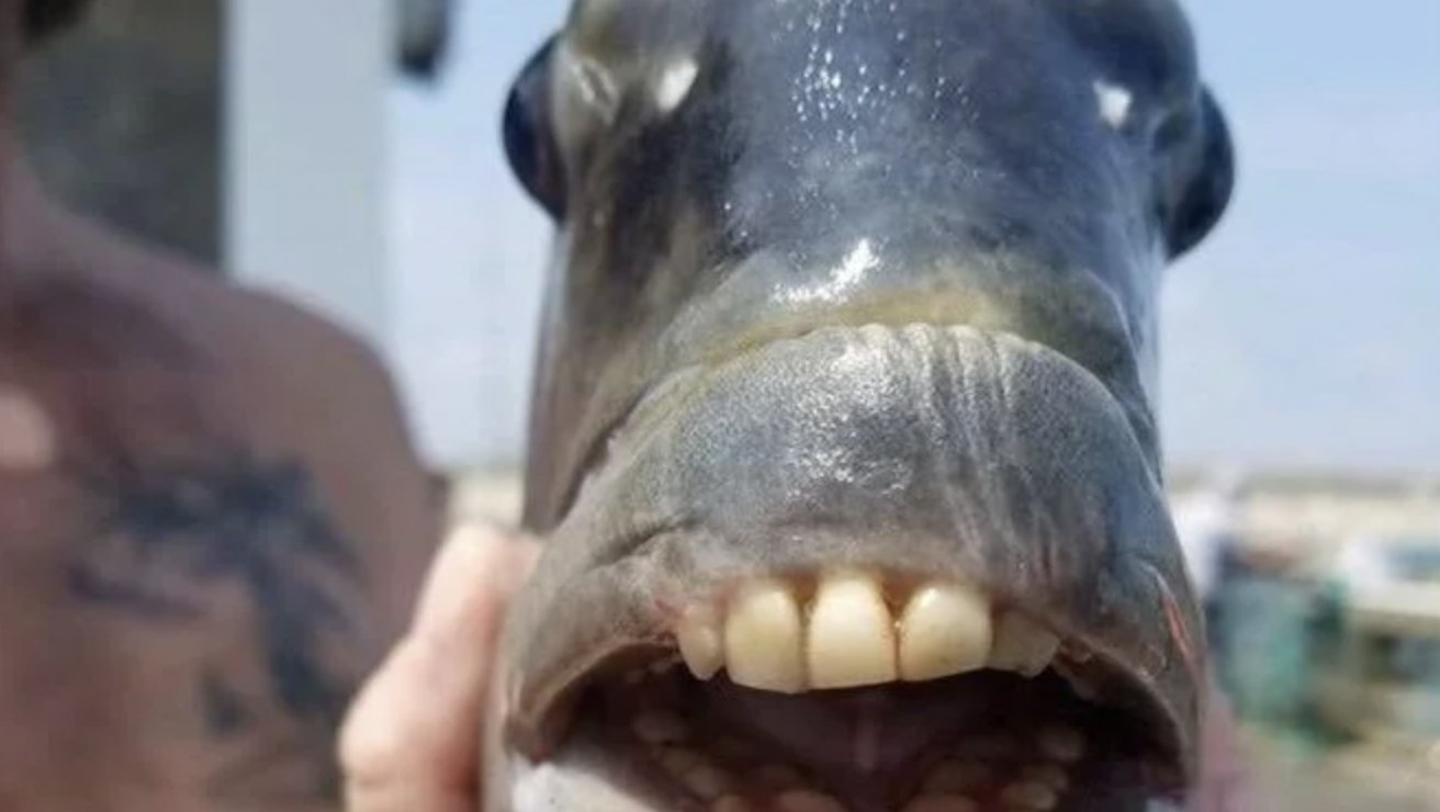 Kuzey Carolina’da 'insan dişli' balık yakalandı