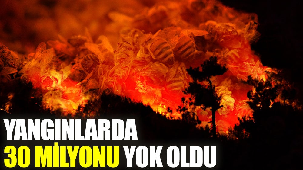 Yangınlarda 30 milyonu yok oldu