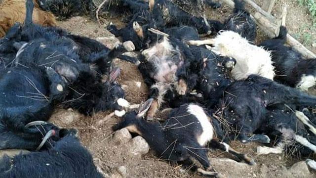 Mersin'e yıldırım düştü, 30 hayvan öldü
