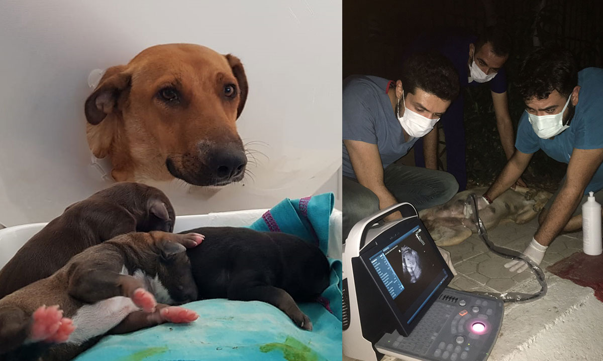 Doğum sancısı başlayan köpek kendi başına hastaneye geldi