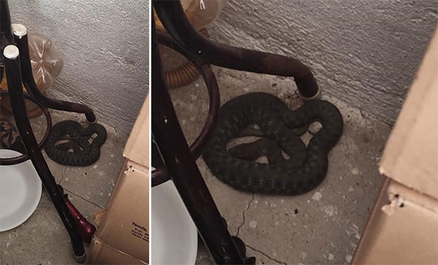 Mutfağa giren yılan çıkartıldı
