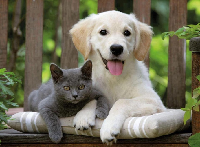 Evcil kedi ve köpeklere mikroçip taktırma zorunluluğu getirildi