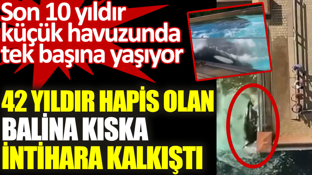 42 Yıldır hapis olan balina Kiska intihara kalkıştı