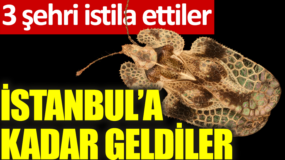 İstanbul’da 'dantel böcek' istilası