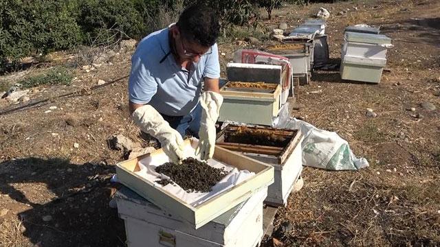 Mersin'de 1 milyon 200 bin arı telef oldu