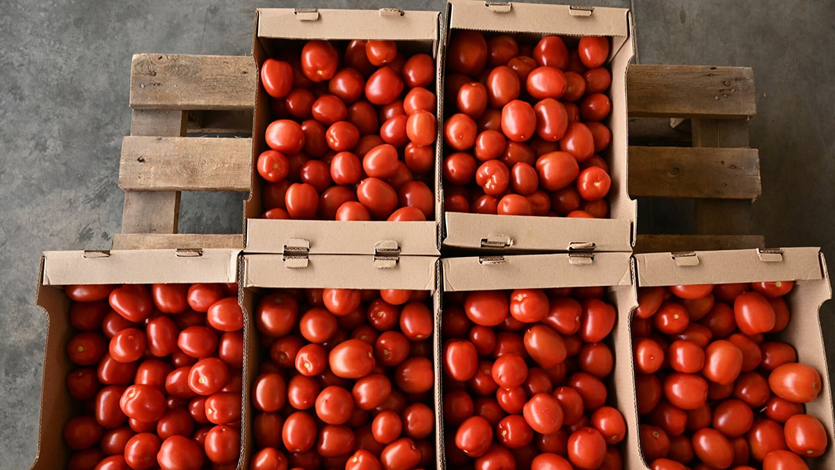 Türkiye'den alınan domateslerde virüs görüldü