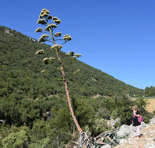 Antalya'da çiçek açtıktan sonra ölen ağaç