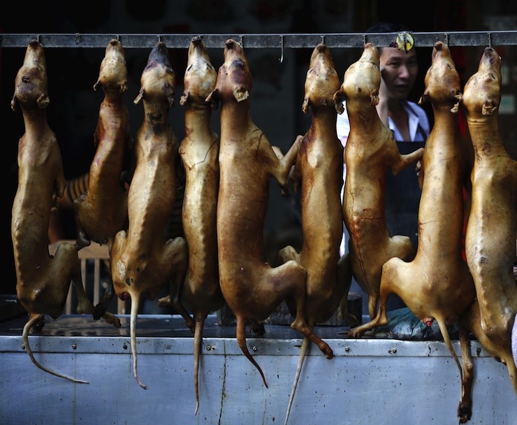 Güney Kore’de köpek eti yemek yasaklanacak