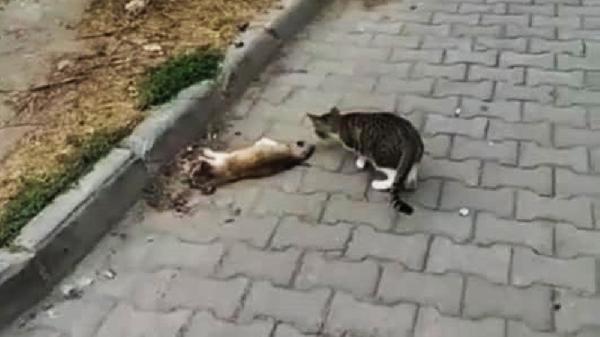 Gelibolu'da çok sayıda kedi zehirlenerek öldürüldü