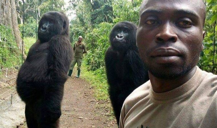 Viral fotoğrafıyla dünyanın tanıdığı goril 14 yaşında hayata veda etti