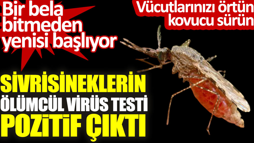 Sivrisineklerin ölümcül virüs testi pozitif çıktı