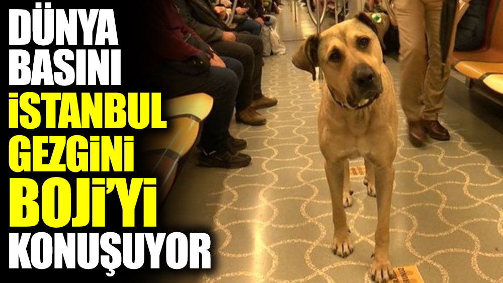 Dünya basını İstanbul gezgini Boji'yi konuşuyor