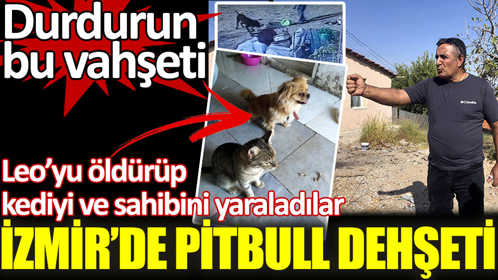 İzmir’de pitbull dehşeti. Leo’yu öldürüp kediyi ve sahibini yaraladılar