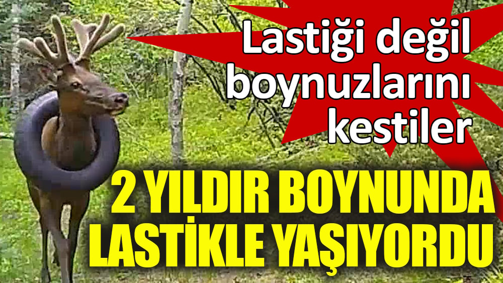 2 yıldır boynunda lastikle yaşayan geyik kurtarıldı