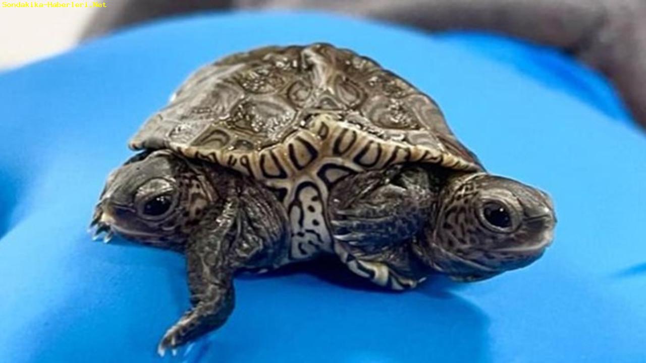 ABD’de 2 başlı 6 ayaklı kaplumbağa