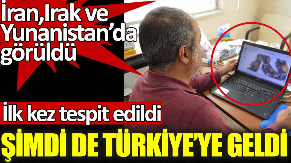 İran, Irak ve Yunanistan'da görülen kın kanatlı böcek Türkiye'de ilk kez görüldü
