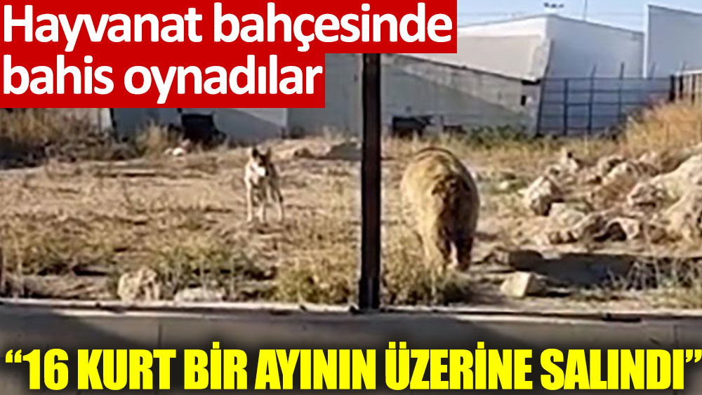 "Kayseri hayvanat bahçesinde 16 kurt bahis için ayının üzerine salındı" iddiası