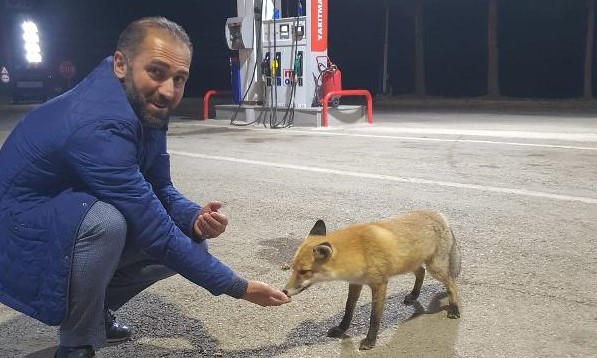 Hakan Çalhanoğlu'nun babası tilkiyi elleriyle beslendi