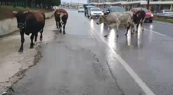 Büyükçekmece'de başıboş inekler trafiği birbirine katttı