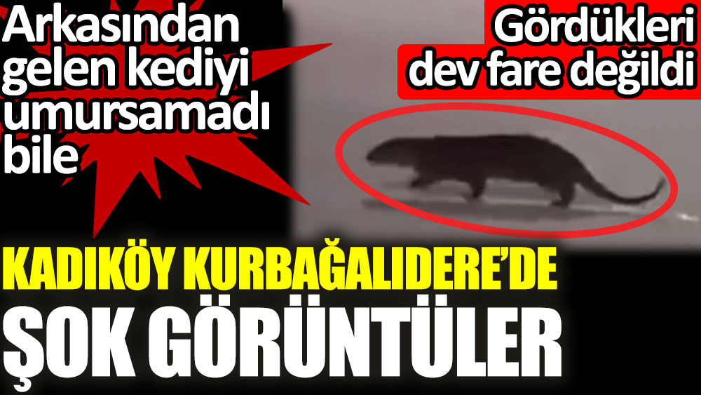 Kadıköy Kurbağalıdere'de su samuru görenleri şok etti