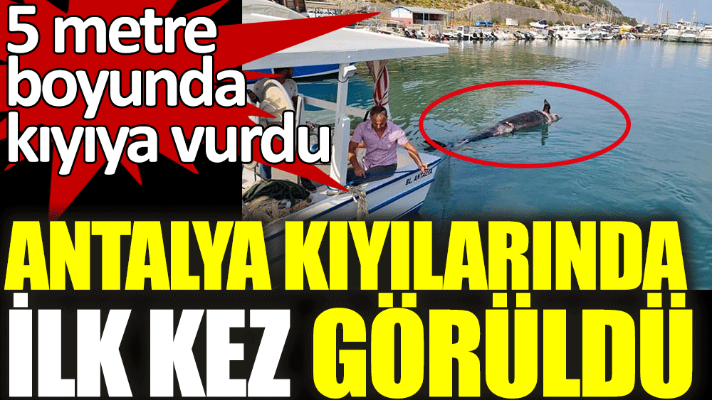 Antalya kıyılarında ilk kez görüldü. 5 metre boyunda kıyıya vurdu