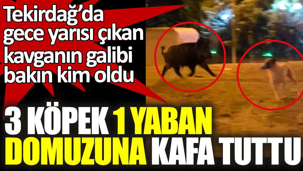 3 köpek 1 yaban domuzuna kafa tuttu! Tekirdağ’da gece yarısı çıkan kavganın galibi bakın kim oldu