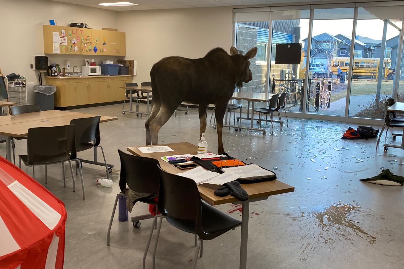 Camı parçalayan geyik sınıfa girdi