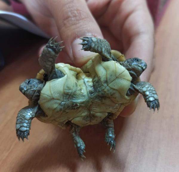Pamukkale'de bulunan çift başlı kaplumbağa şaşkınlık yarattı