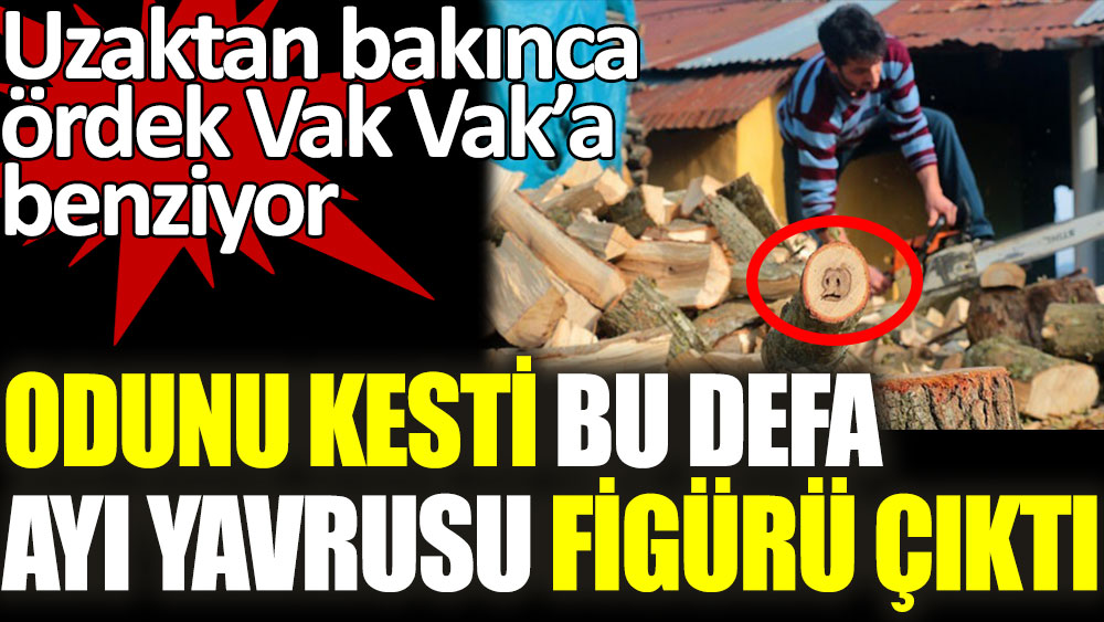 Trabzon'da odunu kesti bu defa ayı yavrusu figürü çıktı