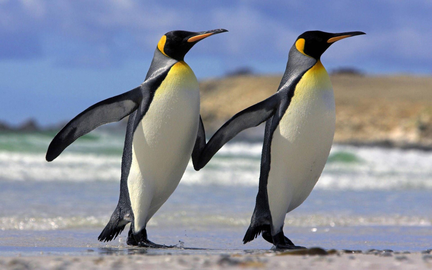 Akaryakıt sızıntısı penguenlerin hayatlarını tehdit ediyor