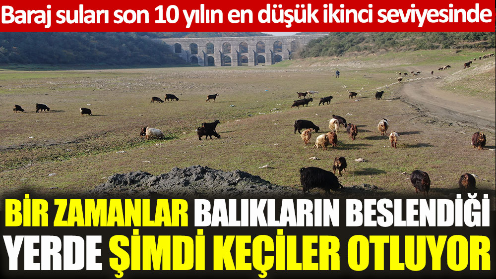 Alibeyköy Barajı'nda bir zamanlar balıkların beslendiği yerde şimdi keçiler otluyor