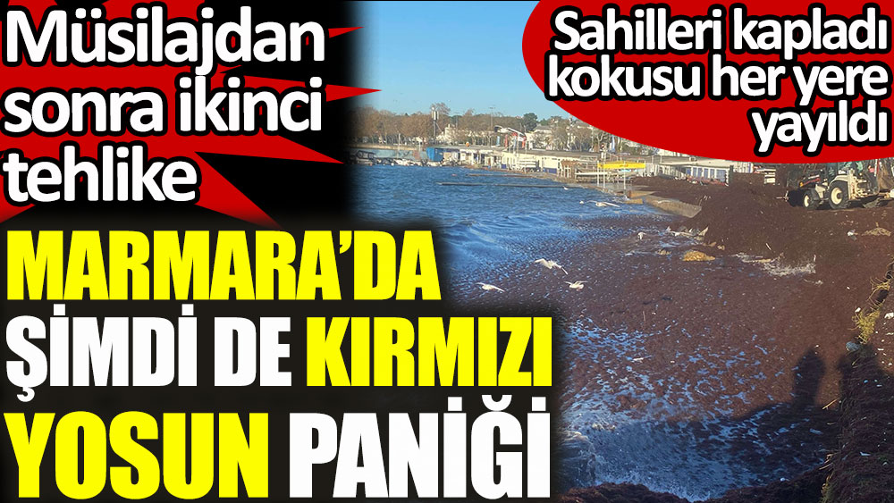 Marmara'da müsilajdan sonra şimdi de kırmızı yosun paniği! Sahilleri kapladı kokusu her yere yayıldı