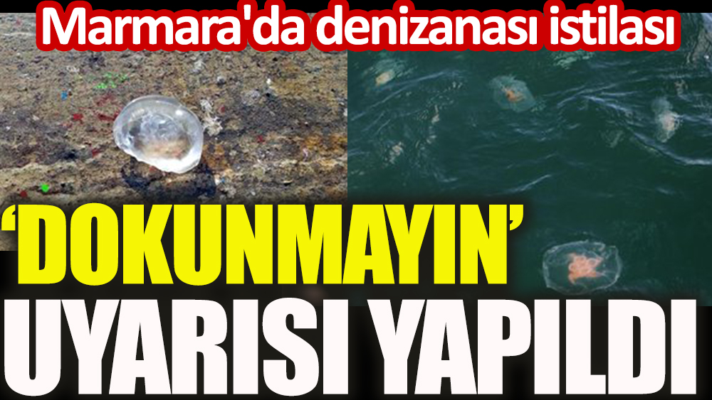 Marmara'da denizanası uyarısı