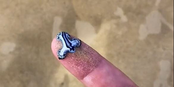 Ölümcül mavi ejderhayı bilmeden parmağına koydu