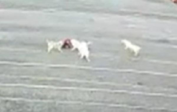 Köpeklerin öğrenciye saldırısı kamerada