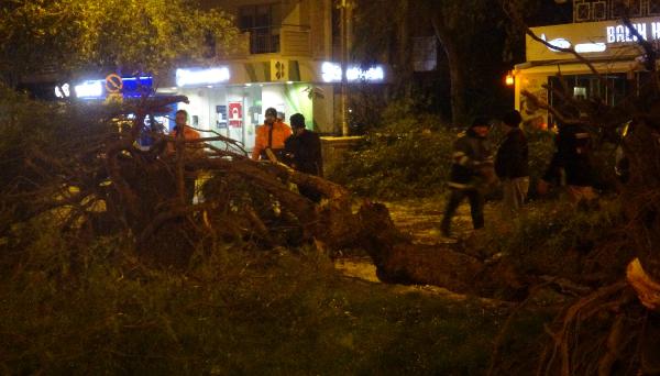 İzmir'de şiddetli rüzgar ağaçları kökünden söktü
