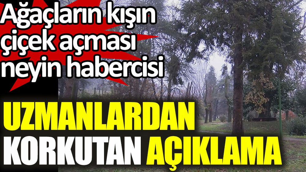 Ağaçların erken çiçek açması hakkında korkutan açıklama! Bakın neyin habercisiymiş