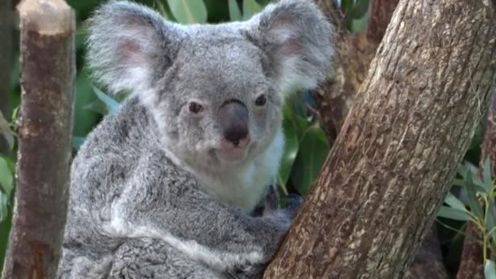 Toplu koala ölümlerine hayvan zulmü suçlaması