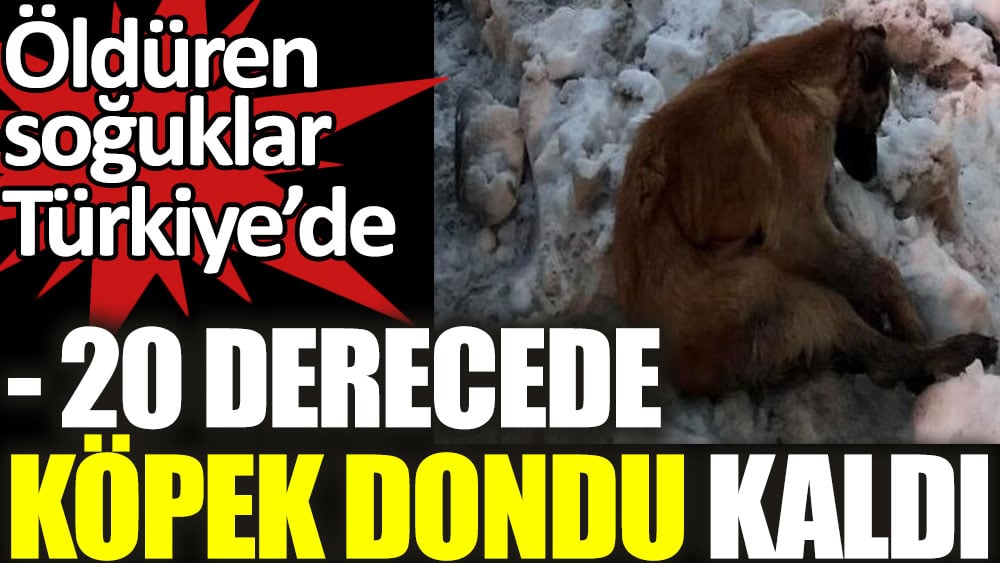 -20 derecede köpek dondu kaldı