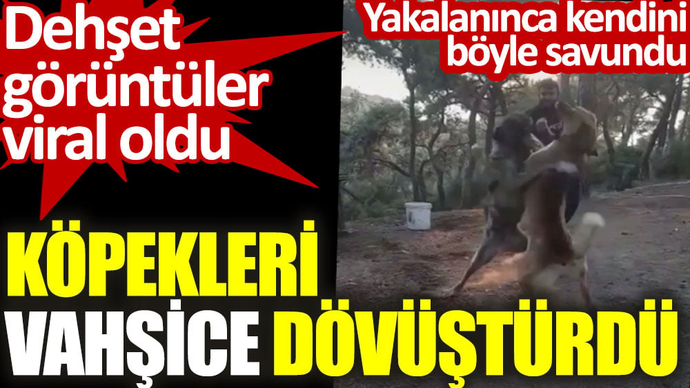 Köpekleri vahşice dövüştüren kişi yakalanınca kendini böyle savundu. Dehşet görüntüler