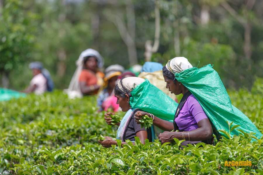 Sri Lanka, petrol borcunu çayla ödeyecek
